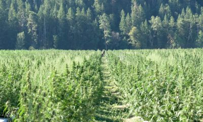 Hemp Biocomposites Could Offer a Greener Alternative to Fiberglass
