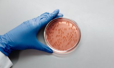 Could Cannabis Help Fight Antibiotic-Resistant MRSA?