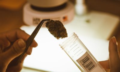 Boric Acid Could Improve Portable Cannabis Testing