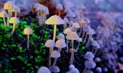 What Psilocybin Microdosing Can Learn From Cannabis