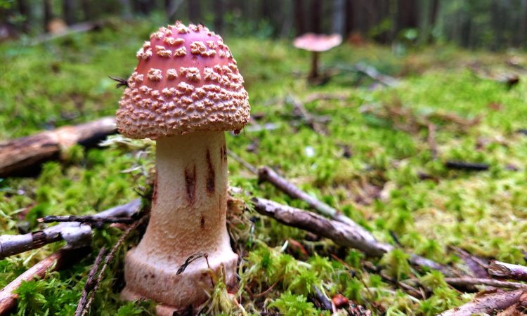 Amanita rubescens (The Blusher)