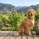 photorealistic image of a cat and dog sitting in front of a mountainscape with cbd supplements